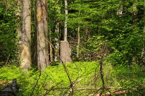 Springtime deciduous forest natural forest with broke spruce tree, Bialowieza Stock Photos
