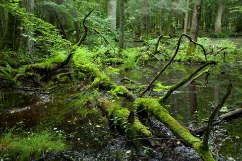 Springtime deciduous forest with standing water Stock Photos