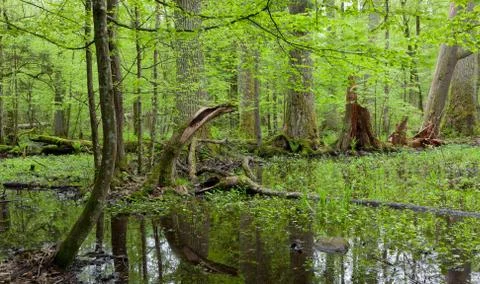 Springtime deciduous forest with standing water Stock Photos