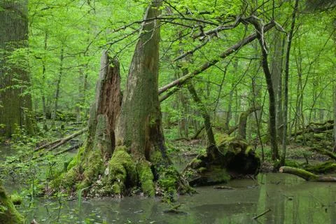 Springtime deciduous forest with standing water Stock Photos