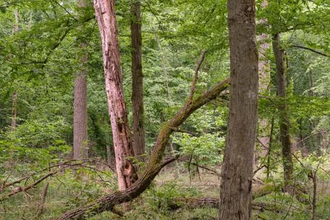 Springtime deciduous primeval stand with old trees  in background, Bialowieza Stock Photos