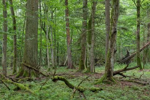 Springtime deciduous primeval stand with old oak trees  in background, Bialow Stock Photos