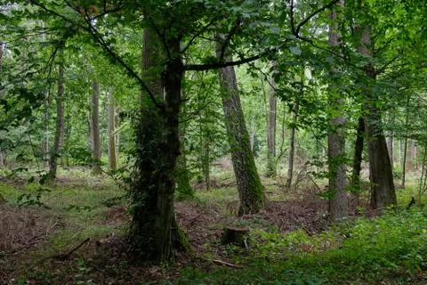 Springtime deciduous primeval stand with old alder trees  in background, Bial Stock Photos