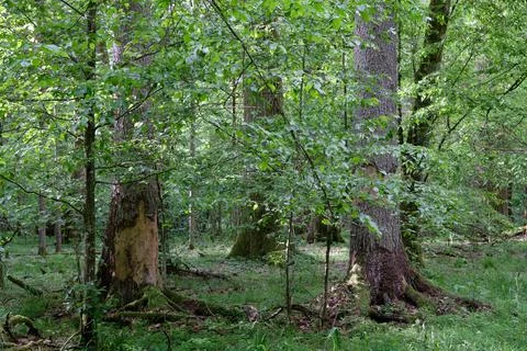 Springtime deciduous primeval stand with old dead spruce trees, Bialowieza Fo Stock Photos