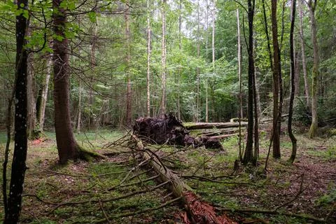 Springtime deciduous primeval stand with old oak trees  in background, Bialow Foto stock