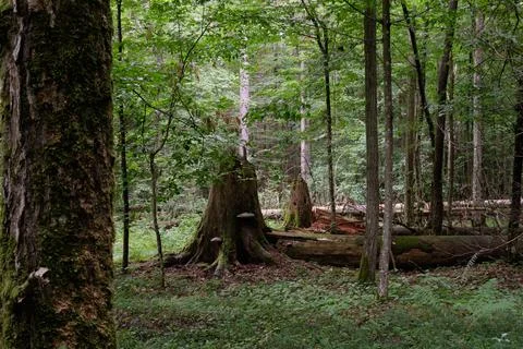 Springtime deciduous primeval stand with old oak trees  in background, Bialow Foto stock