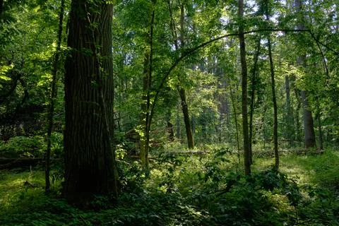 Springtime deciduous primeval stand with old trees  in background, Bialowieza Stock Photos