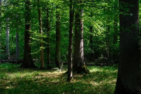 Springtime deciduous primeval stand with old trees  in background, Bialowieza Stock Photos