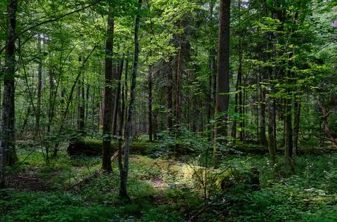 Springtime deciduous primeval stand with old trees  in background, Bialowieza Stock Photos