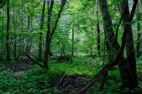 Springtime deciduous primeval stand with old trees  in background, Bialowieza Stock Photos