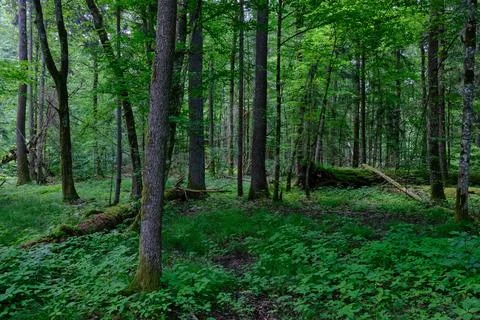 Springtime deciduous primeval stand with old trees  in background, Bialowieza Stock Photos