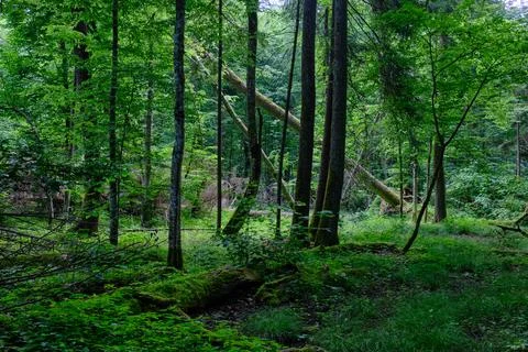 Springtime deciduous primeval stand with old trees  in background, Bialowieza Stock Photos
