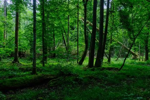 Springtime deciduous primeval stand with old trees  in background, Bialowieza Stock Photos