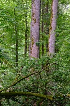 Springtime deciduous primeval stand with old trees  in background, Bialowieza Stock Photos