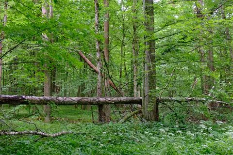 Springtime deciduous primeval stand with old trees  in background, Bialowieza Foto stock