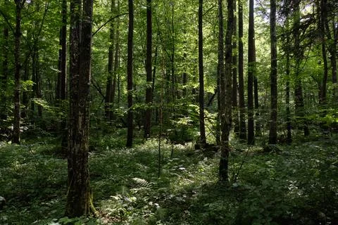 Springtime deciduous primeval stand with old trees  in background, Bialowieza Stock Photos
