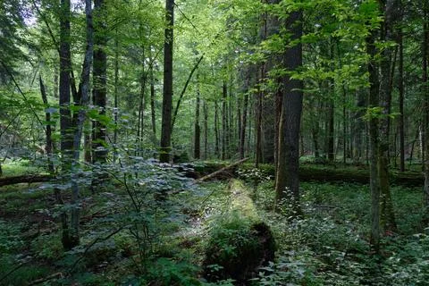 Springtime deciduous primeval stand with old trees  in background, Bialowieza Stock Photos