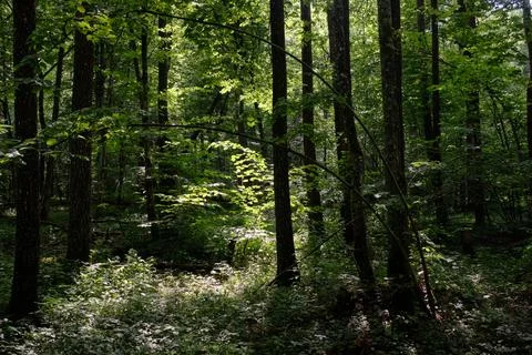 Springtime deciduous primeval stand with old trees  in background, Bialowieza Stock Photos