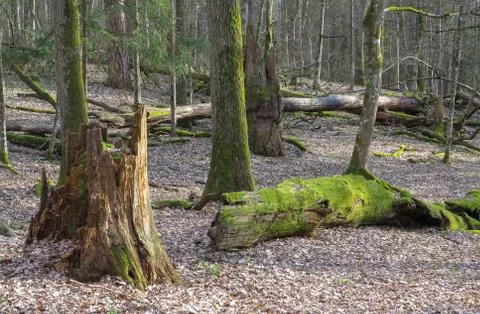 Springtime deciduous stand with broken oaks lying Stock Photos