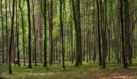 Springtime deciduous tree stand with hornbeams and oaks in sunset light, Bial Stock Photos