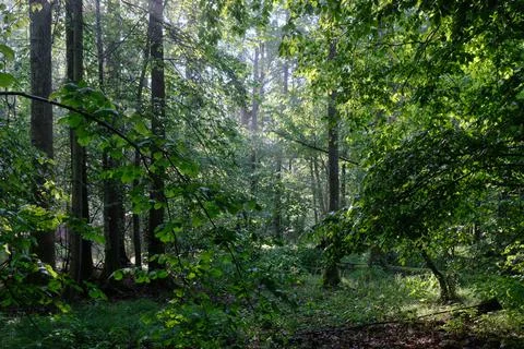 Springtime deciduous tree stand with hornbeams and oaks in sunset light, Bial Stock Photos