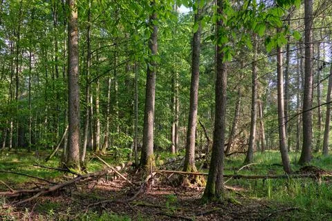 Springtime deciduous tree stand with hornbeams and oaks in sunset light, Bial Stock Photos