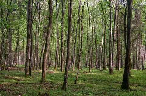 Springtime deciduous tree stand with hornbeams and oaks in sunset light, Bial Stock Photos