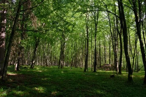 Springtime deciduous tree stand with hornbeams and oaks in sunset light, Bial Stock Photos