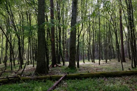 Springtime deciduous tree stand with hornbeams and oaks in sunset light, Bial Stock Photos