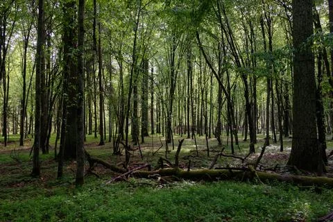 Springtime deciduous tree stand with hornbeams and oaks in sunset light, Bial Stock Photos