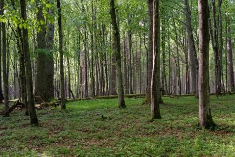 Springtime deciduous tree stand with hornbeams and oaks in sunset light, Bial Foto stock