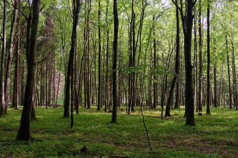 Springtime deciduous tree stand with hornbeams and oaks in sunset light, Bial Stock Photos