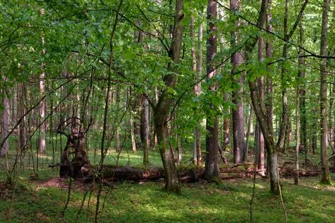 Springtime deciduous tree stand with hornbeams and oaks in sunset light, Bial Stock Photos