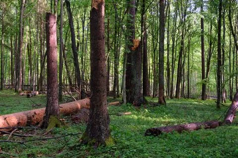 Springtime deciduous tree stand with hornbeams and oaks in sunset light, Bial Stock Photos