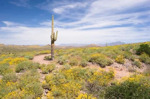 Springtime in the desert Stock Photos
