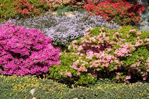 A Springtime Display Stock Photos