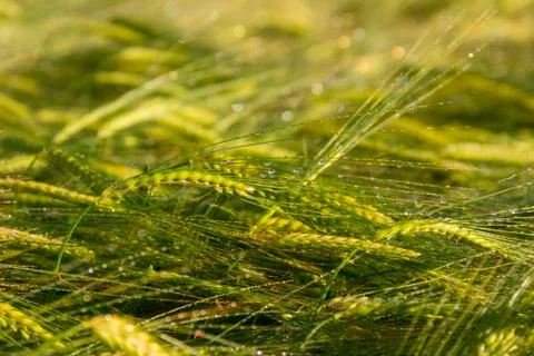 Springtime. Ears of cereal wheat wrapped in dew.Italy,Apulia. Stock Photos