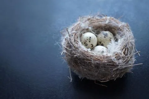 Springtime Easter nest with eggs Stock Photos