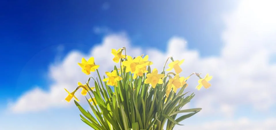 Springtime, easter. Spring flowers, yellow daffodils on blue cloudy sky backg Stock Photos
