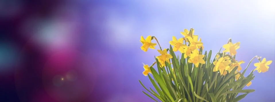 Springtime, easter. Spring flowers, yellow daffodils on blue abstract backgro Foto stock