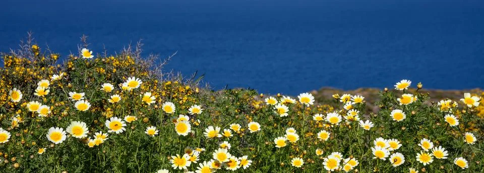 Springtime, easter time. Daisies wild flowers yellow white color field, blue Stock Photos
