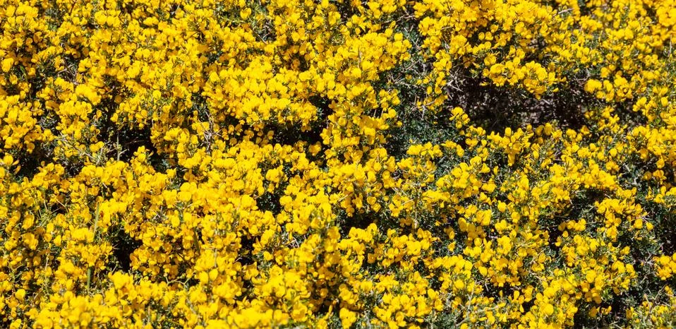 Springtime, easter time, Greece, cycladic island. Wild bush with yellow flowe Stock Photos
