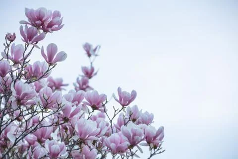 Springtime, easter time. Magnolia tree blooming closeup view Stock-Fotos