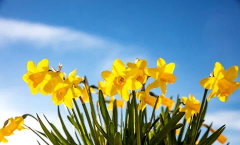 Springtime, easter time. Spring flowers, yellow daffodils on blue sky backgro Stock Photos