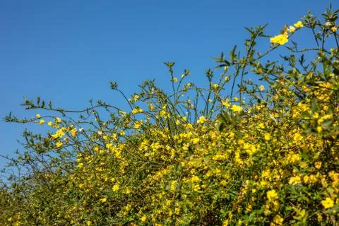 Springtime, easter time. Yellow blossoms plant hedge on clear blue sky backgr Stock Photos