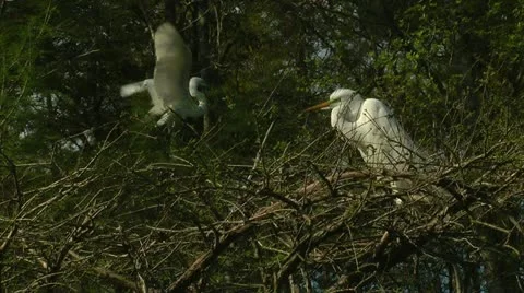 Springtime egrets Stock Footage 11115167