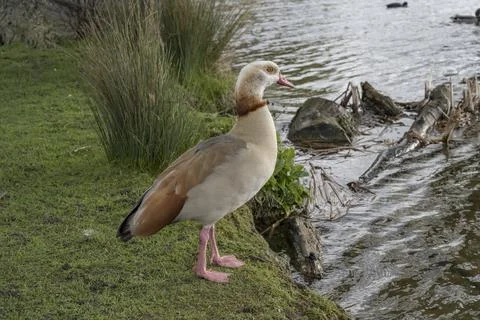 Springtime with Egyptian goose Foto stock