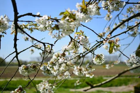 Springtime in Europe 写真素材