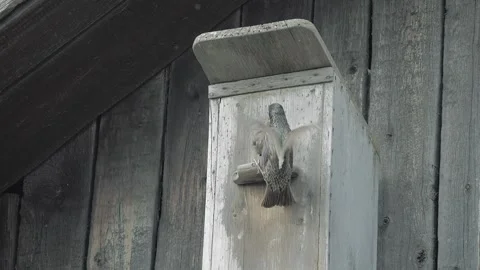 Springtime Feeding of Starling Chicks in a Nest Box Stock Footage 322197073