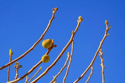 Springtime. Fig tree branches with immature fruit against blue sky Stock Photos